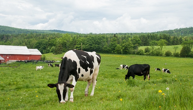 These cows are all natural!
