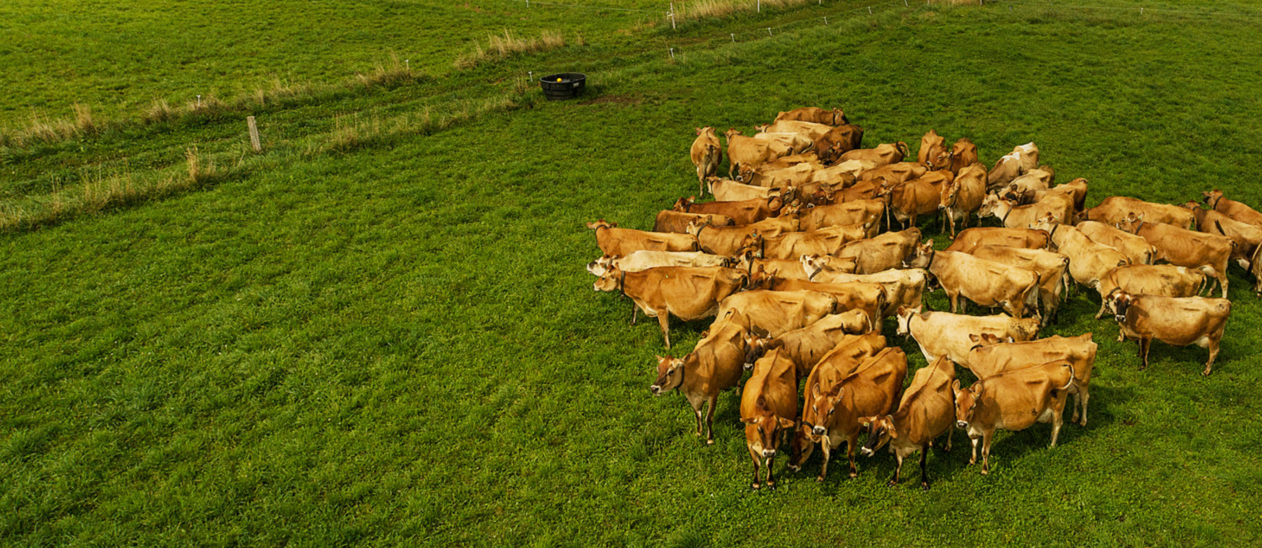 Cows in a pasture