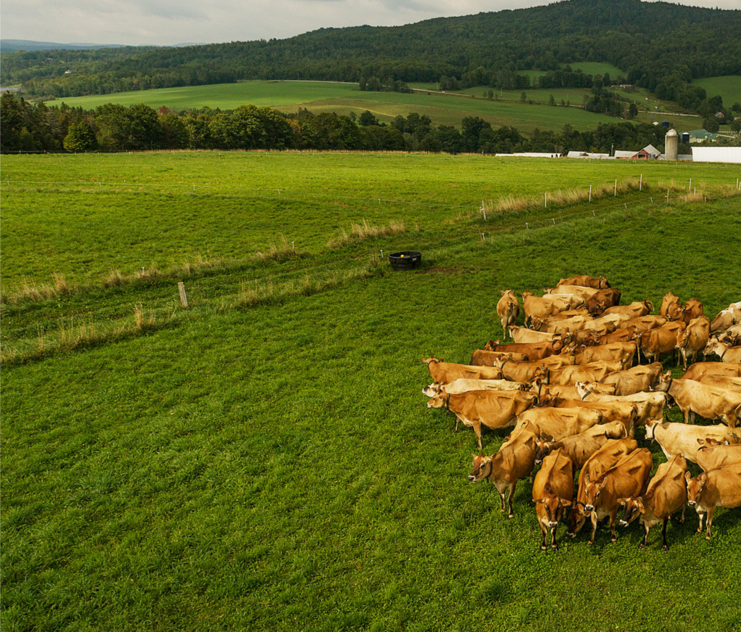 Cows in a pasture