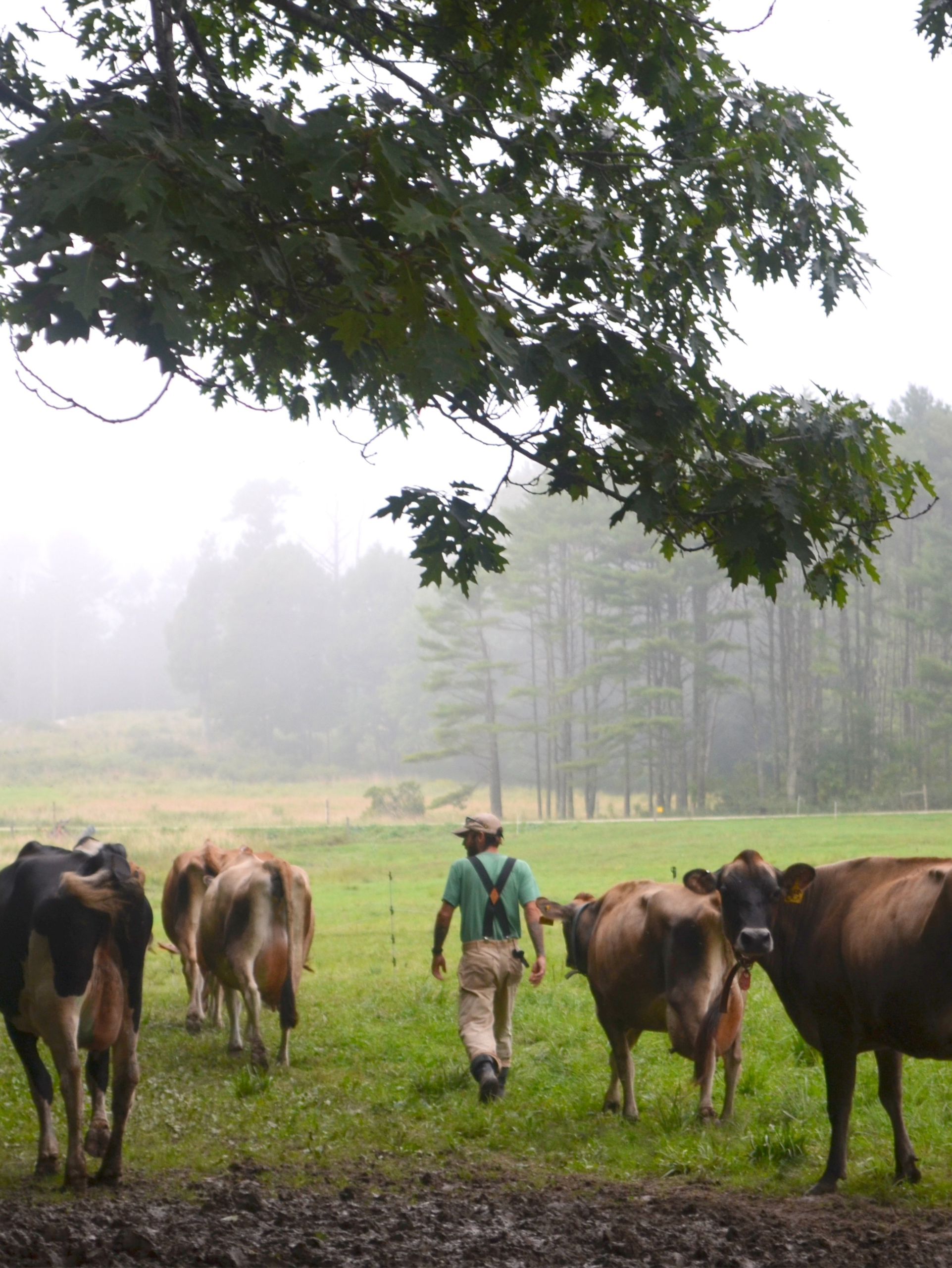 Stonyfield Organic: Our History - Wolfe's Neck Center for Agriculture & the Environment