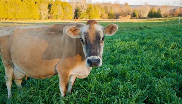 Stonyfield zen cow