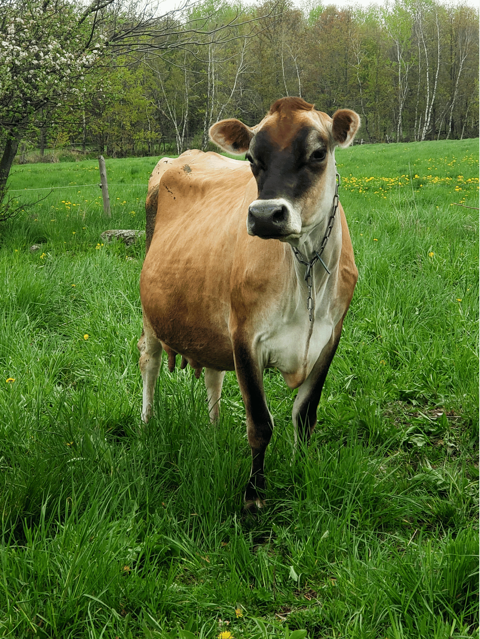 Deer | Maple Valley Farm