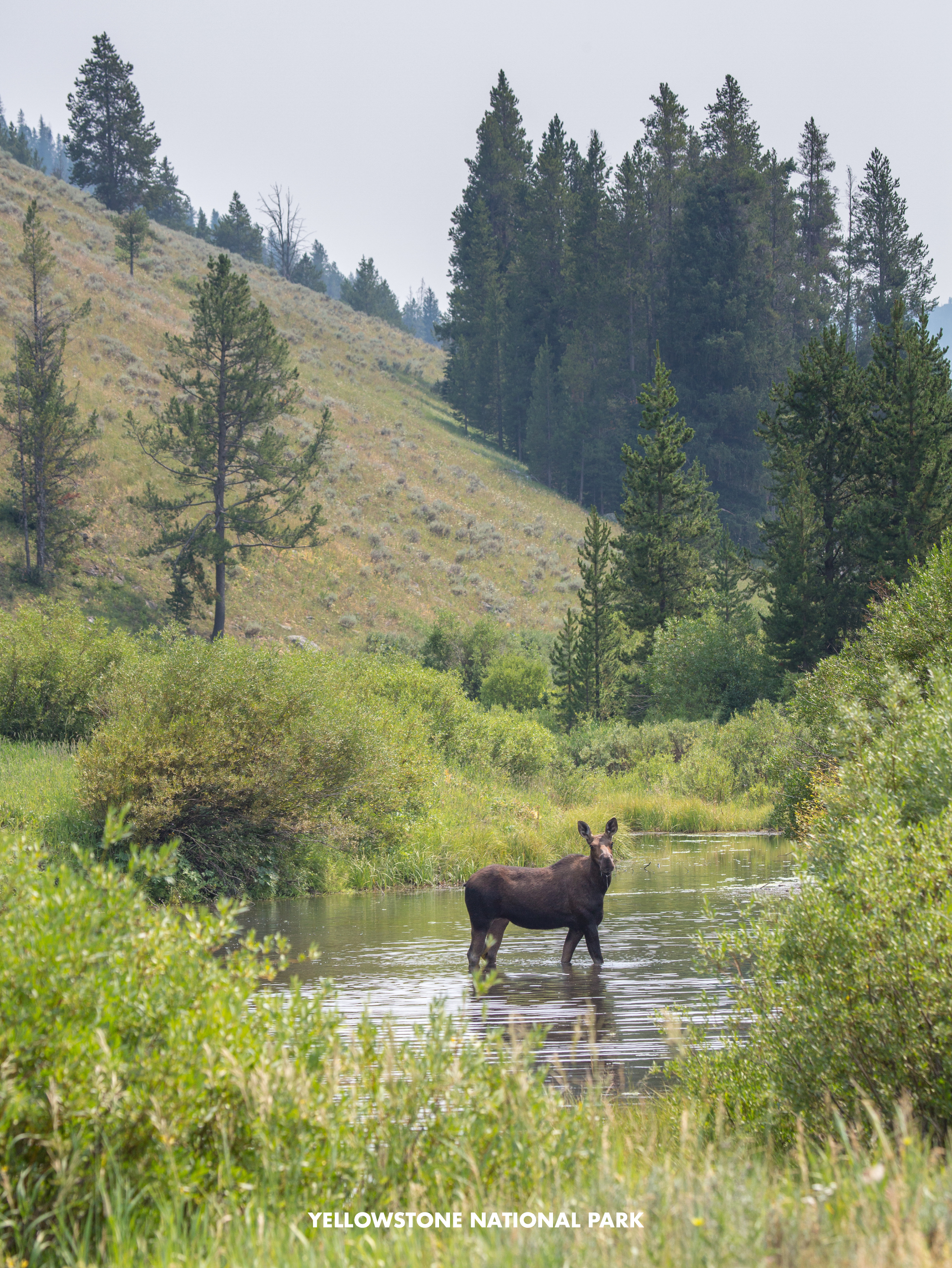 Yellowstone - Explore organically this summer with Stonyfield Organic and the National Parks Foundation