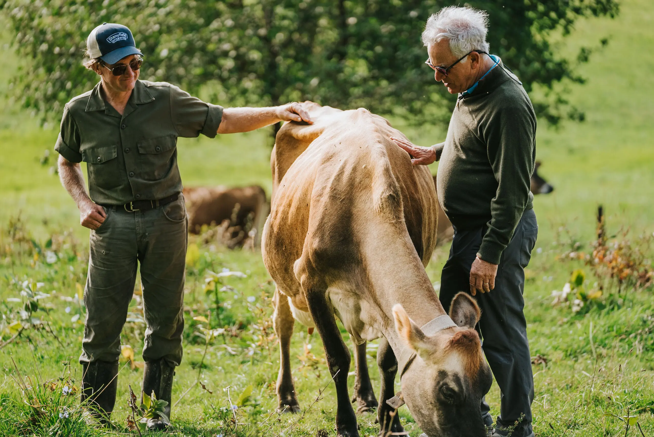 Farmer and Cow on a farm with Stonyfield Organic Founder