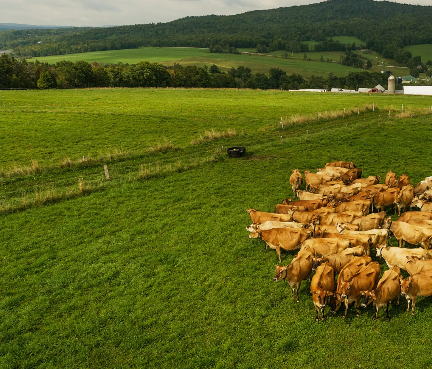 Cows in a pasture